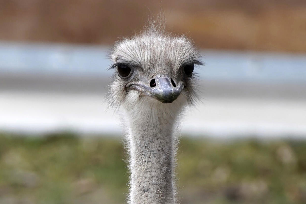 This image provided by the Topeka Zoo shows Karen, an ostrich at the Topeka Zoo in Topeka, Kansas. The 5-year-old ostrich was euthanized on Thursday, April 18, 2024, after grabbing and swallowing a zoo staff member's keys. / Credit: Brea Schmidt/Topeka Zoo via AP