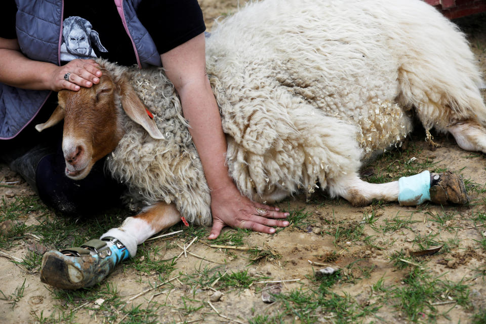 Meital Ben Ari, a co-founder of "Freedom Farm" pats Gary, a sheep with leg braces, at the farm which serves as a refuge for mostly disabled animals in Moshav Olesh, Israel. (Photo: Nir Elias/Reuters)              