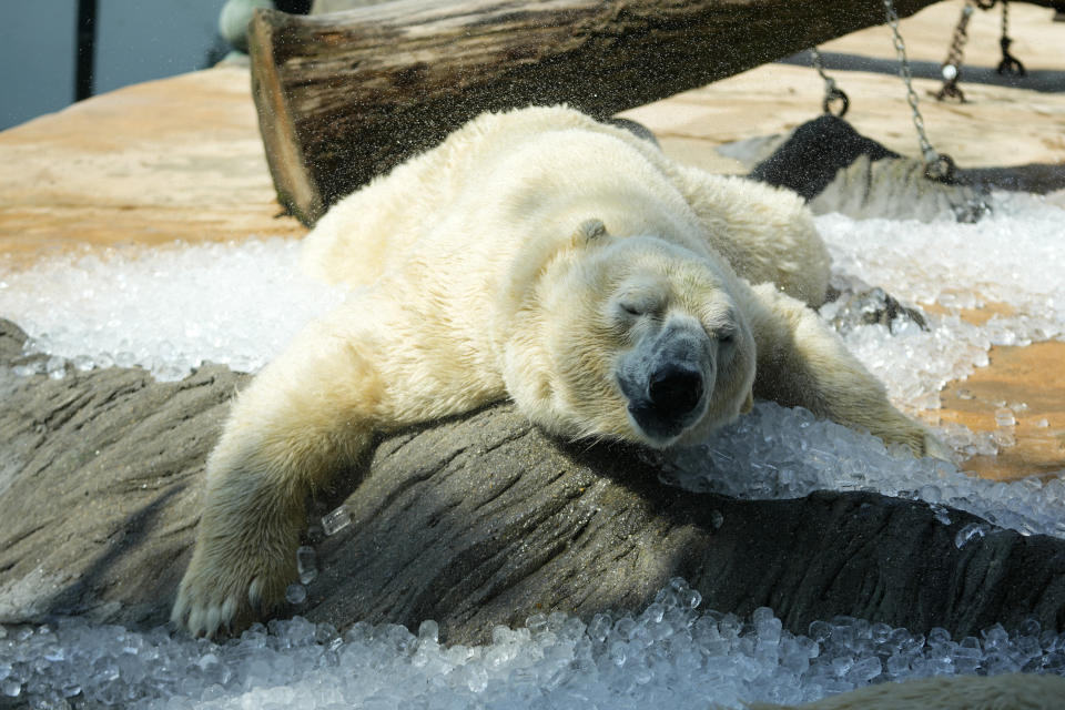 A polar bear cools down in ice that was brought to its enclosure on a hot and sunny day at the Prague zoo, Czech Republic, Wednesday, July 10, 2024. (AP Photo/Petr David Josek)