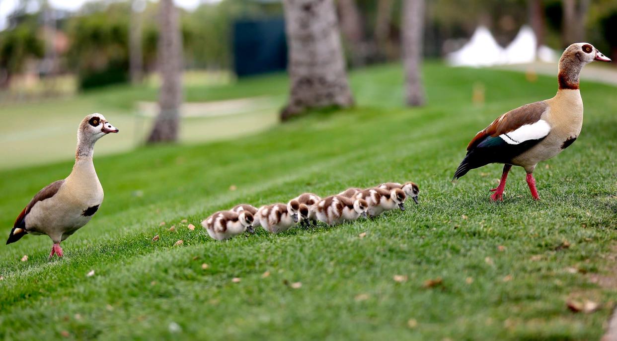 Can condos ban duck feeding?