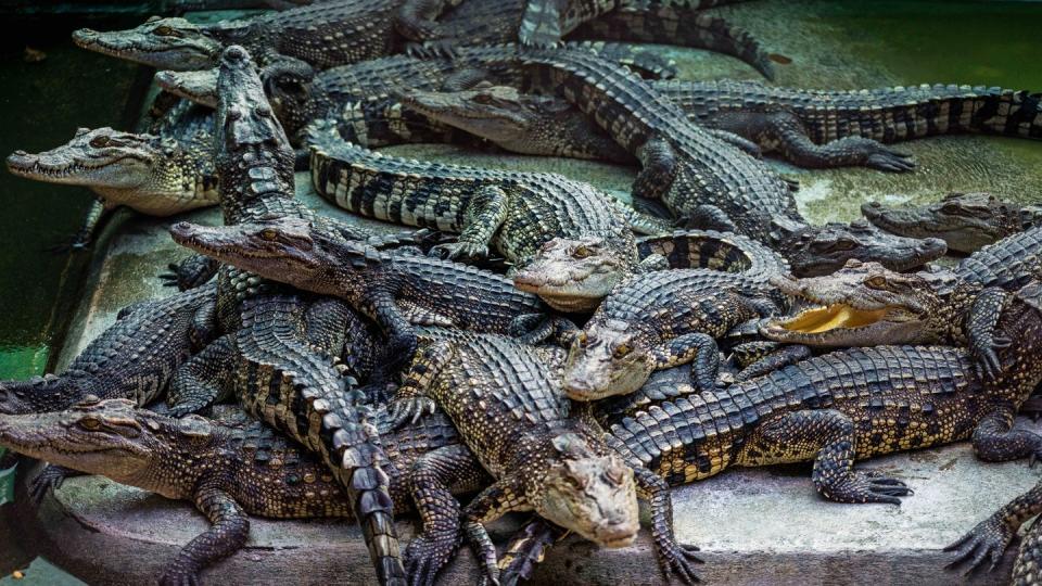 In Westpapua - dem indonesischen Teil Neuguineas - stehen Krokodile unter Schutz. Symbolbild: Ian Robert Knight