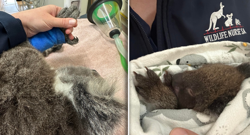 Kerry holing the mother's hand after she was put to sleep (left). Blake being held by Kerry after treatment.