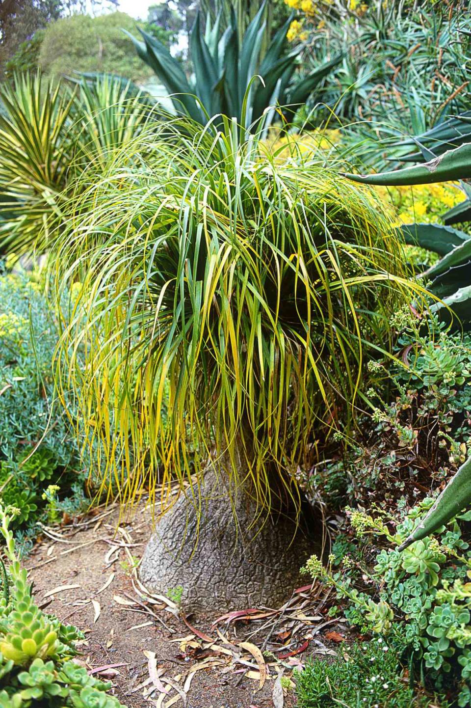 Ponytail Palm