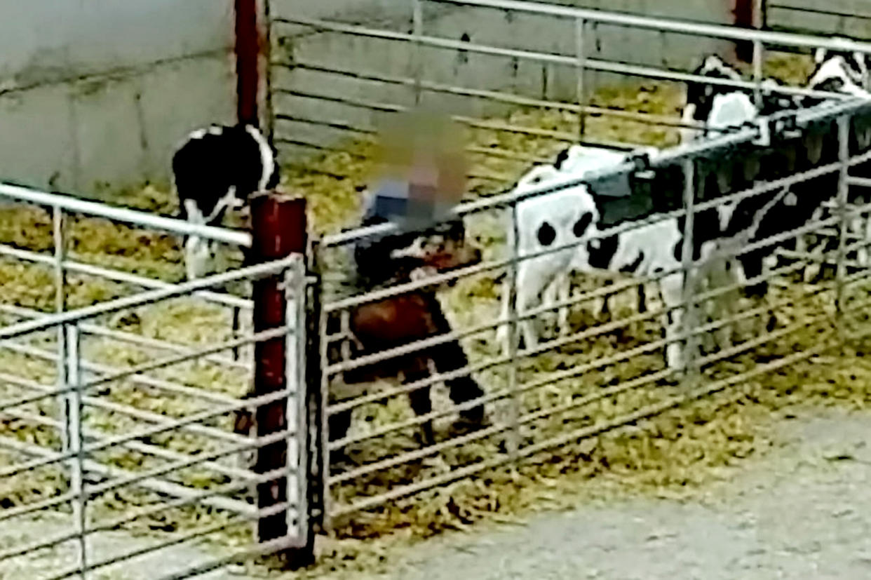 Hidden camera shos workers manhandling calves at Oaklands Livestock Centre in Shropshire. (Animal Justice Project/ SWNS)