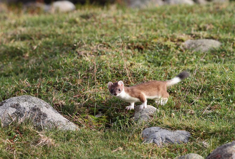 Weasel in a summer coat with black-tipped tail, but it's not as obvious.