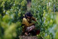 Candles save Grand Cru Chablis as frosts ravage vineyards in Chablis