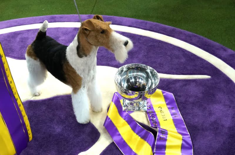 King, el fox terrier de pelo largo, posa después de ganar el “Best in Show” del 143º Westminster Kennel Club Annual Dog Show en el Madison Square Garden de Nueva York el 12 de febrero de 2019 (Foto: Timothy A. Clary / AFP / Getty Images).