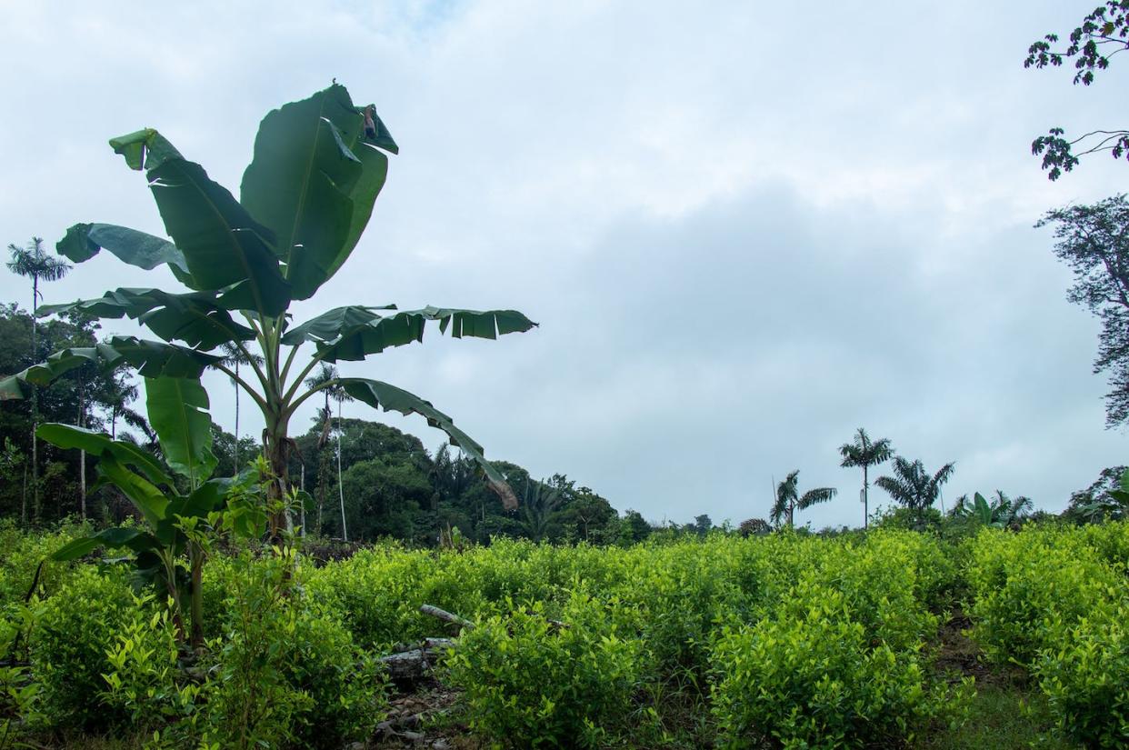 Colombia 2023, plantación ilegal de coca. <a href="https://www.shutterstock.com/es/image-photo/illicit-plantations-colombia-coca-leaf-crops-2256329757" rel="nofollow noopener" target="_blank" data-ylk="slk:ferneymoralesv/Shutterstock;elm:context_link;itc:0;sec:content-canvas" class="link ">ferneymoralesv/Shutterstock</a>