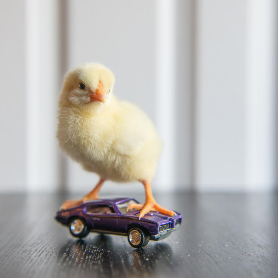 <p>A chick stands on a sports car. (Photos: Alexandra C. Daley-Clark/sillychickens.com) </p>