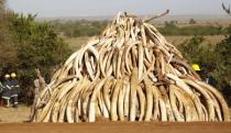 A pile of 15 tonnes of ivory confiscated from smugglers and poachers is arranged before being burnt to mark World Wildlife Day at the Nairobi National Park March 3, 2015. REUTERS/Thomas Mukoya