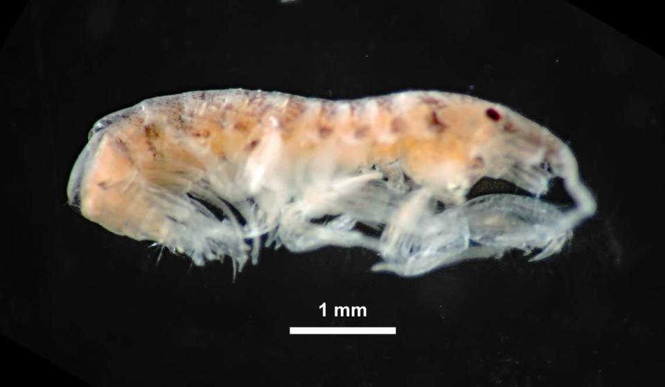 The new species has a translucent outer body with brown spots.