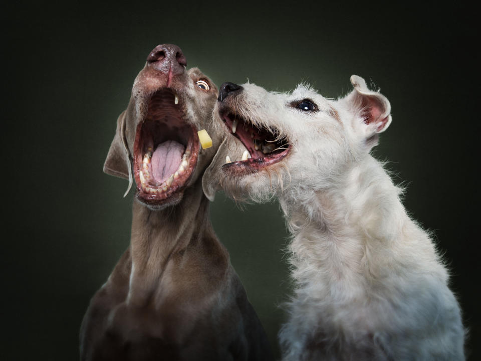 Weimaraner and Terrier