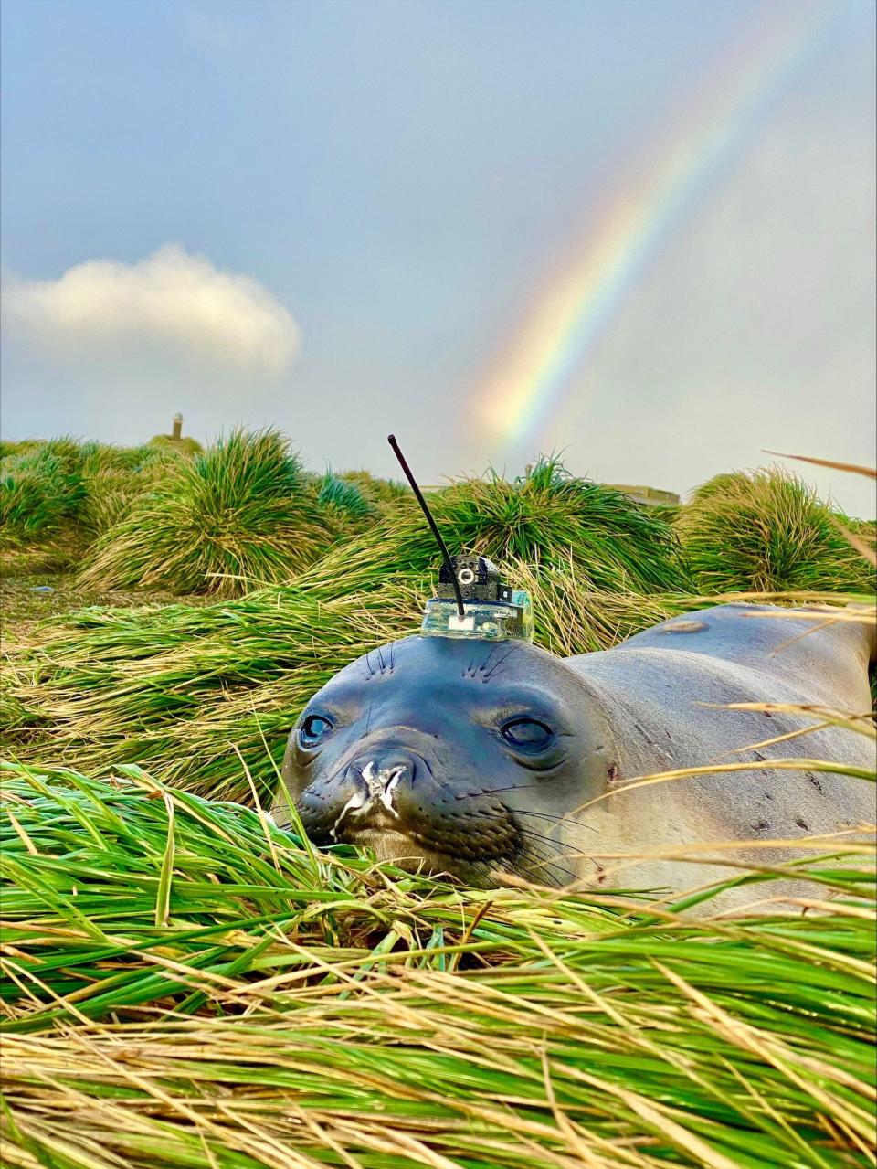 A seal with a tracker adhered to its fur sitting in some grass with a rainbow behind it.