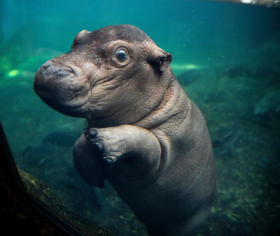 Fritz made his debut to the public in Hippo Cove at the Cincinnati Zoo & Botanical Garden, Thursday, August 18, 2022. Staying close to his mom Bibi, Fritz, just two weeks old is already showing his spunky personality. Born on August 3, 2022, he already weighs 120 lbs.