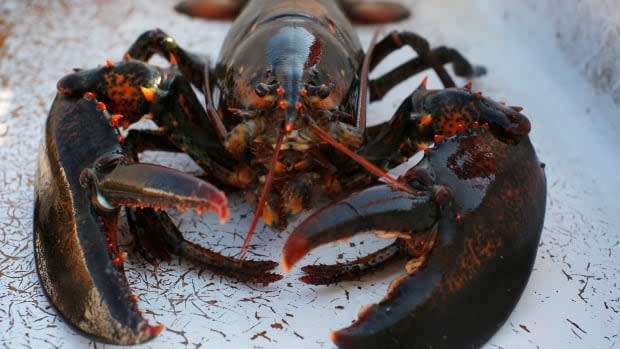 A U.S. survey of lobster populations in the Gulf of Maine has found a continued decline in the number of young lobster, triggering an increase in the size of lobsters that can be legally harvested there. (Brian Snyder/Reuters - image credit)