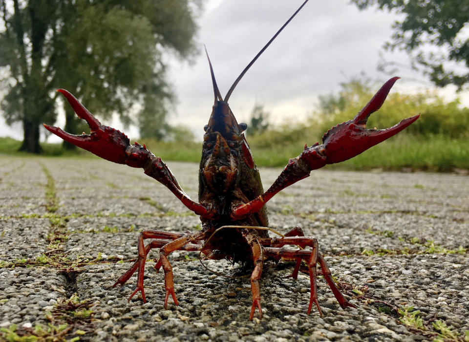 A crab sits at the shore of a catchment lake near Bochum, western Germany, after heavy rainfall in the night, Monday, Sept. 30, 2019. (Bernd Thissen/dpa via AP)