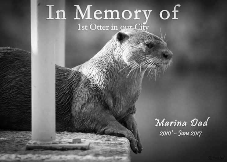Photo: OtterWatch Facebook page