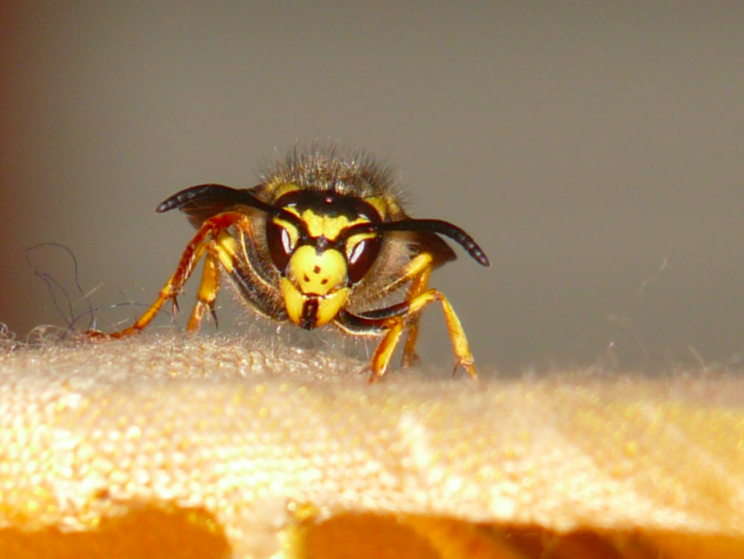 The yellow jacket wasps are bigger and more aggressive than the common variety (Good Free Photos)