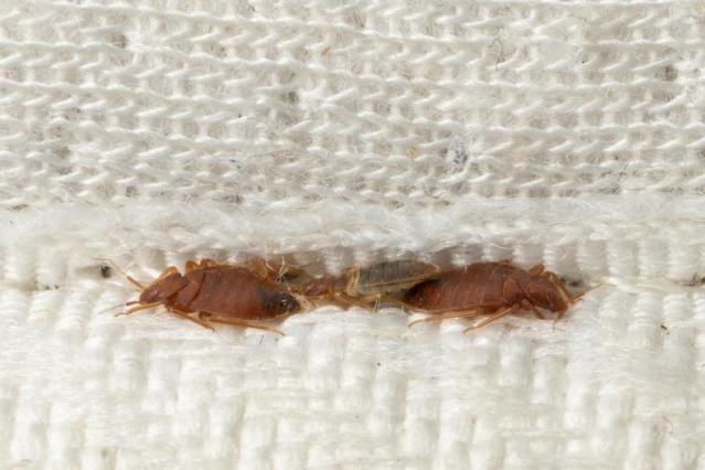 What to Do If You Have Bedbugs