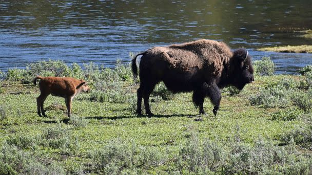 PHOTO: A female bison and calf are seen near the Yellowstone River in Wyoming's Hayden Valley, June 22, 2022, in Yellowstone National Park. (Matthew Brown/AP)