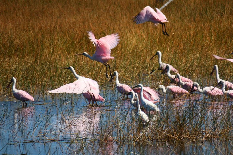 A flock of roseate spoonbills at St. Marks National Wildlife Refuge. Pinky is often feeding near groups of spoonbills, which are also pink but have no orange or hot pink feathers like the flamingo.