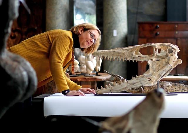 Silke Lohmann of Summers Place Auctions views a Mosasaurus head 