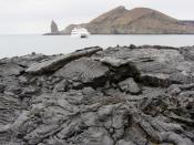 Die erkaltete Lava, hier das Lavafeld von Sullivan Bay auf Santiago, bildet eigentümliche Formationen. Foto: Bernd Kubisch