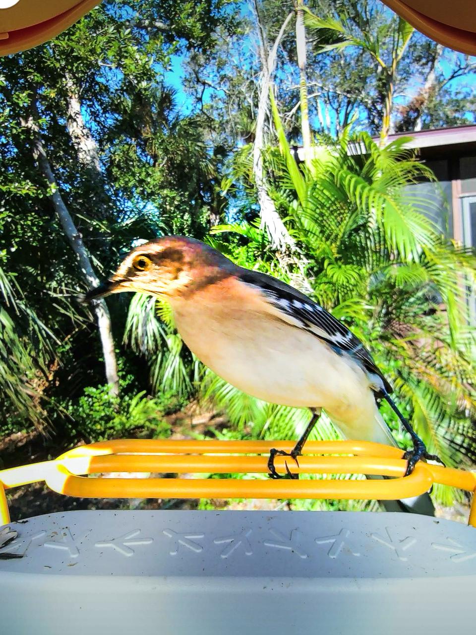 A mockingbird at an Ormond Beach bird feeder. Somehow it's been Florida's official state bird since 1927.