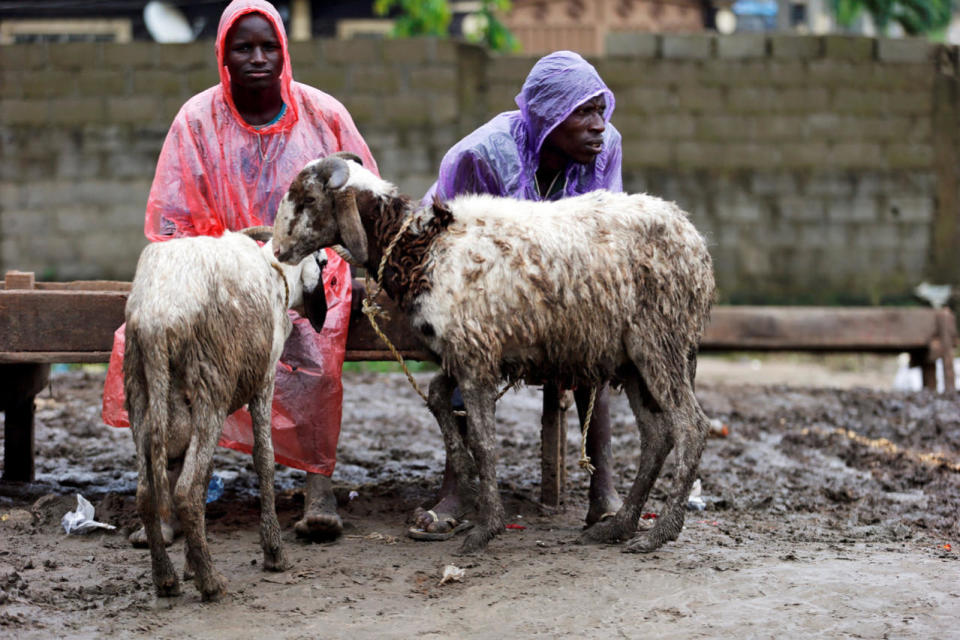 Men selling sheep wait for customers at a local livestock market