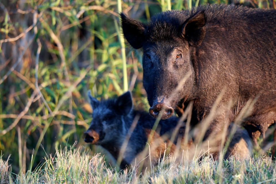 Wild pigs