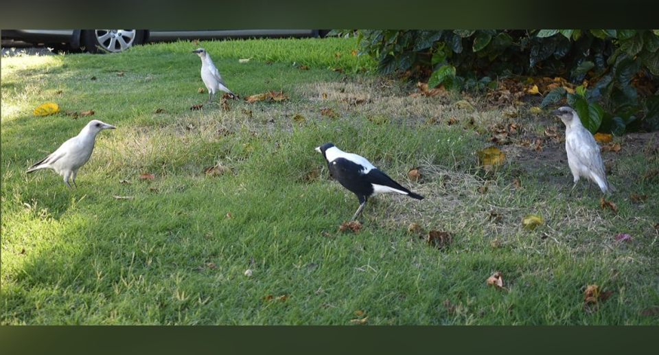 A colony of white magpies has been photographed in Perth&#39;s suburbs. Source: Harry Harrison
