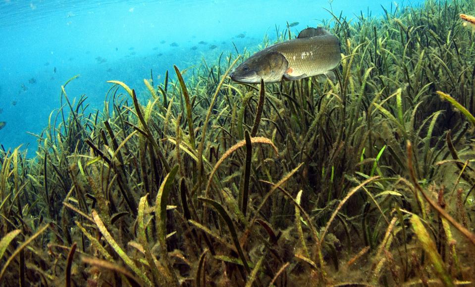 A bowfin swims through the eel grass on the upper Silver River near the Silver Springs nature park in 2012. Years of nitrate pollution have reduced the flow and spawned lots of green and brown algae growth compromising water clarity and quality.