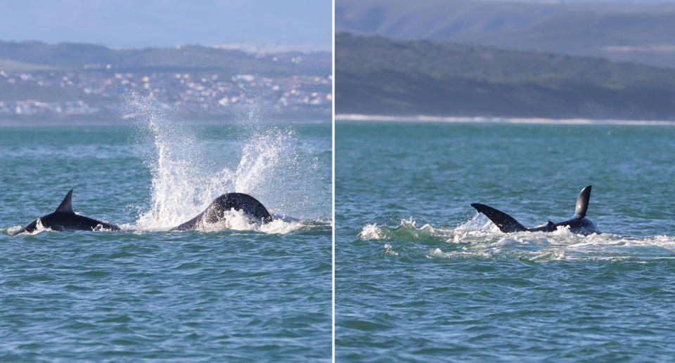 Killer whale or orca attacking white shark in water. 