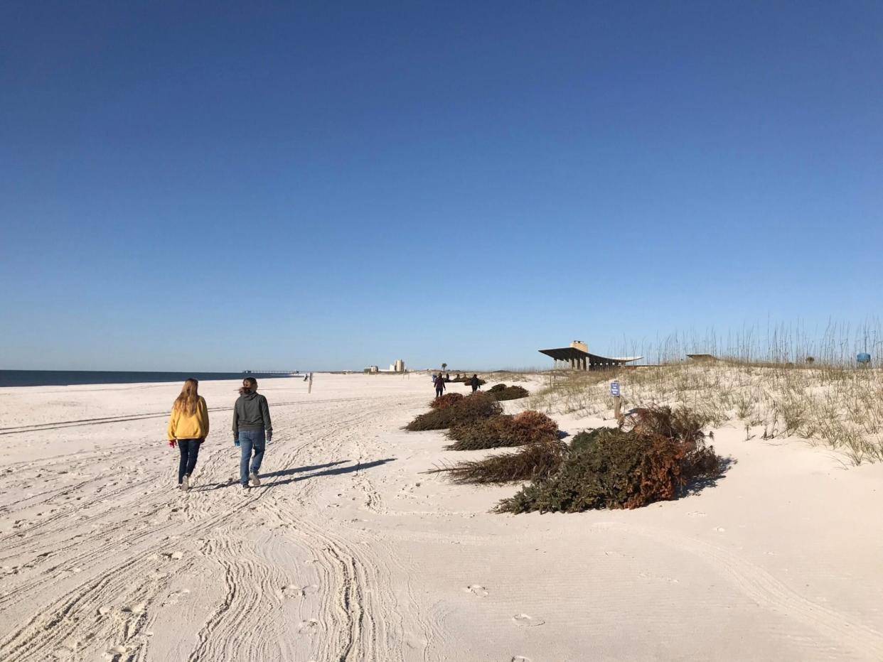 Christmas Trees in Dunes