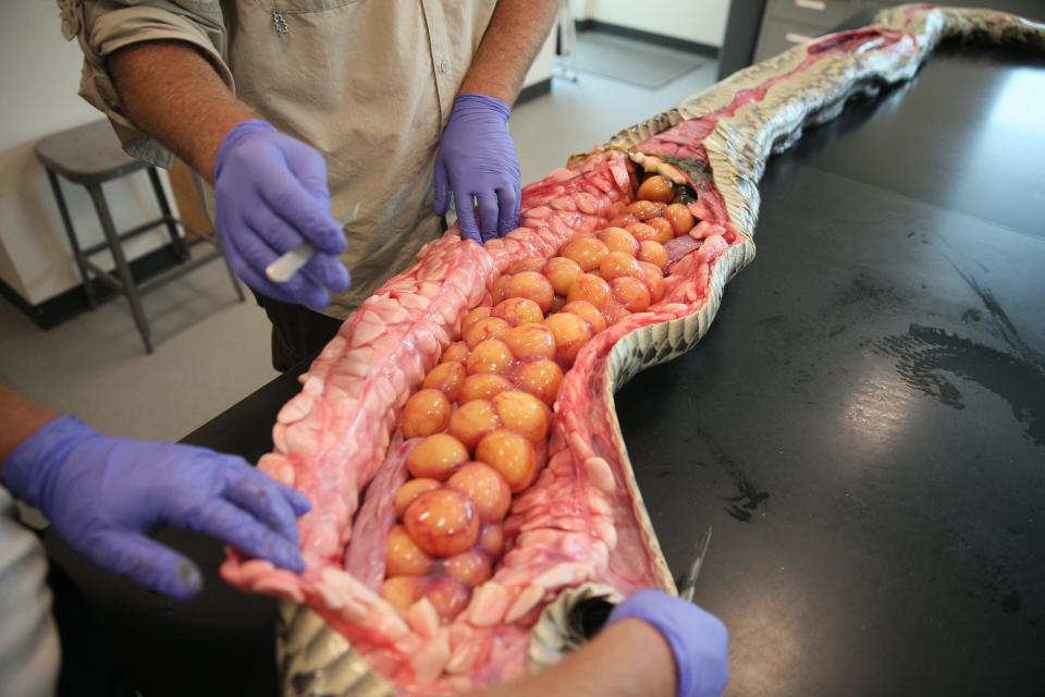 Biologists perform a necropsy on a large female Burmese python at the Conservancy of Southwest Florida Wednesday, April 26, 2023. The python was found as part of an effort to rid Southwest Florida of the invasive snakes. The concept involves releasing males with radio transmitters, which then find females. The males are radio tracked by the biologists, where they hopefully find large females with eggs that are then removed from the wild. The program is 10 years old. They have removed over 1,000 pythons and over 30,000 lbs. of snakes in those 10 years.