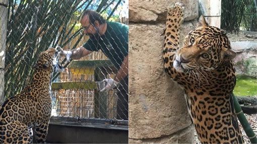 墨西哥一家動物園，傳出遊客為和美洲豹自拍，慘遭咬斷手臂。（圖／資料照）