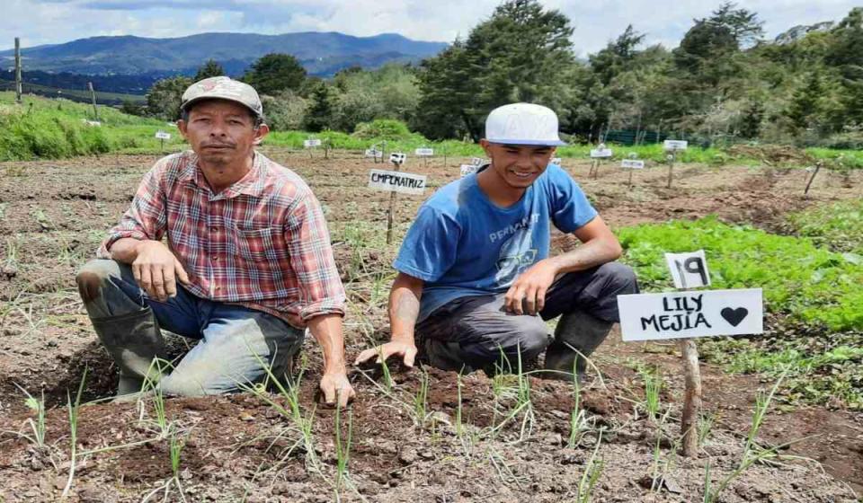 Cultivos en Colombia/Acumen