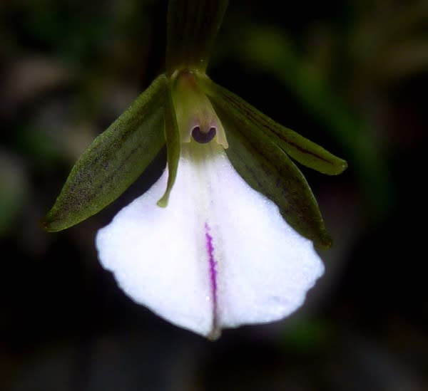 Tetramicra riparia, a new orchid species from Cuba.