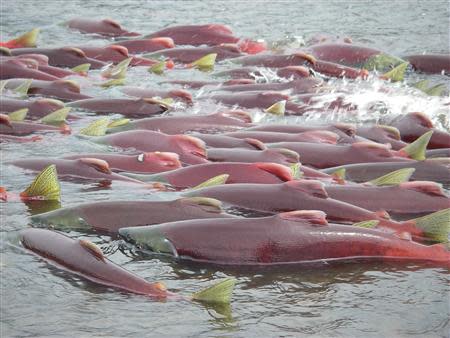 Sockeye salmon are seen in Bristol Bay, Alaska, in an undated handout picture provided by the Environmental Protection Agency (EPA). REUTERS/Environmental Protection Agency/Handout