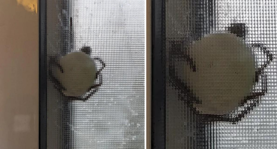 Huntsman spider holding onto its egg sac, behind window screen