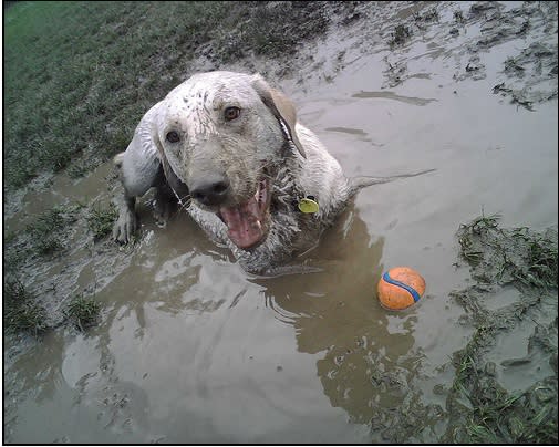 Diese Hunde lieben Matsch!