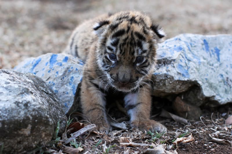 Covid, a Bengal tiger cub, named after the coronavirus disease (COVID-19) outbreak, is pictured at the zoo in Cordoba
