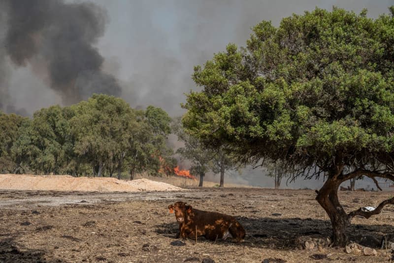 A cow sits near a fire that started as a result of missile and drone attacks from Lebanon into Israel. Ilia Yefimovich/dpa