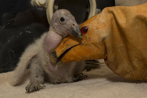 Two-week-old Wesa is the first California condor chick of the season born to the San Diego Zoo Safari Park in 2013. The condor puppet is like a glove and used by keepers to care for the baby bird and avoid it identifying with humans.