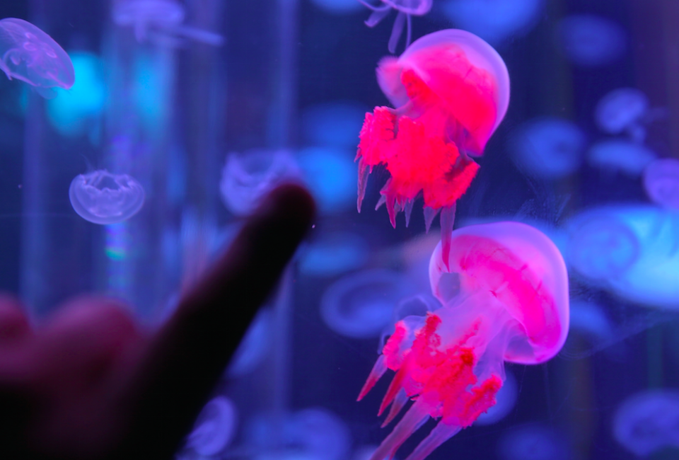 Could we soon be picking out our jellyfish before eating it? (Picture: Rex)