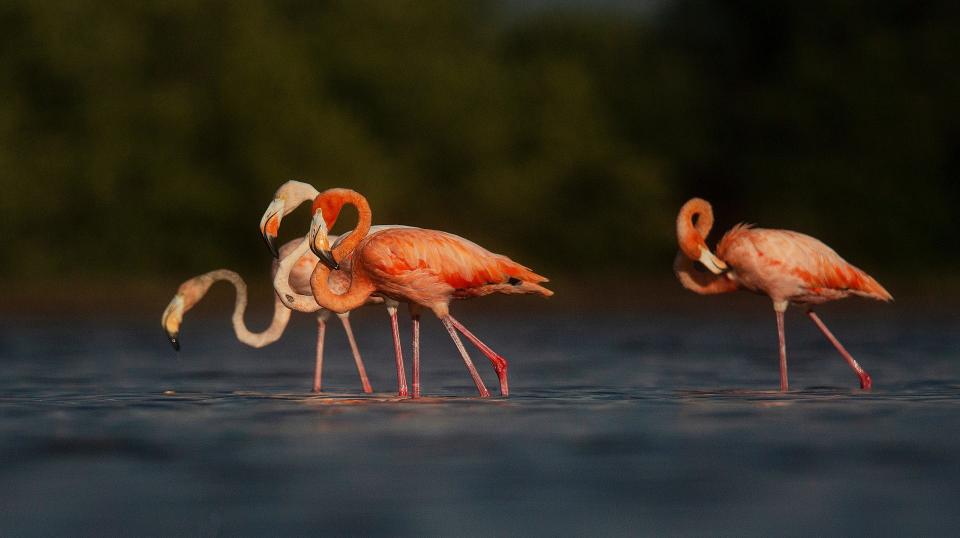 A flamboyance of flamingos feed and preen in Estero Bay Preserve State Park on Monday, Sept. 4, 2023. The large pink birds are thought to come from the Yucatan Peninsula or Cuba and were swept up as Hurricane Idalia moved north. Along with this group, reporter Chad Gillis has seen about 100 flamingos in the wild in the past 13 months.