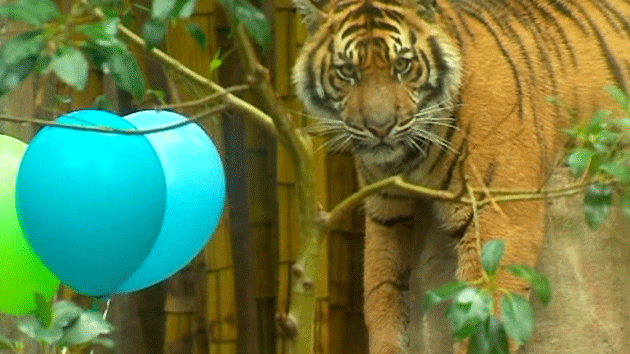 One of Australia Zoo's tigers celebrating its first birthday