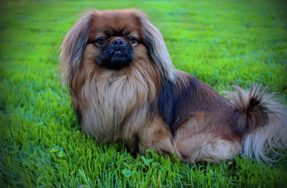 Pekingese dogs were bred as guard dogs for royals in imperial China. Emperors would carry the smallest and fiercest ones in their sleeves and release them to scare away any shady characters.They were ancient pepper spray, basically.