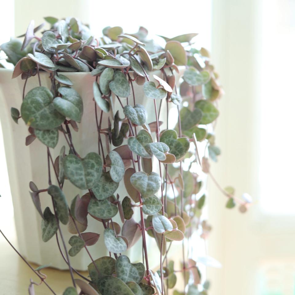 <p><a href="https://succulentsbox.com/products/string-of-hearts-plants-not-variegated-ceropegia-woodii-succulent-4" rel="nofollow noopener" target="_blank" data-ylk="slk:Shop Now;elm:context_link;itc:0;sec:content-canvas" class="link ">Shop Now</a></p><p>String Of Hearts (Ceropegia woodii)</p><p>succulentsbox.com</p><p>$8.99</p><span class="copyright">Succulents Box</span>