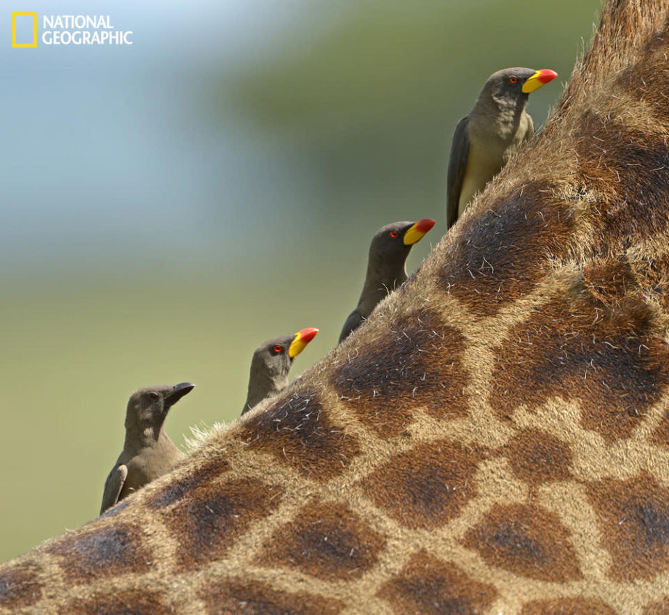 I took this shot on a recent trip to Kenya and Tanzania while we were stopped admiring a number of giraffes. Many had oxpeckers on and about them and I noticed this one with four lined up evenly spaced. I took the shot just before they moved and broke the symmetry. (Photo and caption Courtesy Claudio Bacinello / National Geographic Your Shot) <br> <br> <a href="http://ngm.nationalgeographic.com/your-shot/weekly-wrapper" rel="nofollow noopener" target="_blank" data-ylk="slk:Click here" class="link ">Click here</a> for more photos from National Geographic Your Shot.